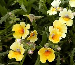 Image result for Nemesia zimbabwensis