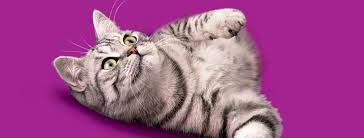 Yetiskin Kedi Davranislari