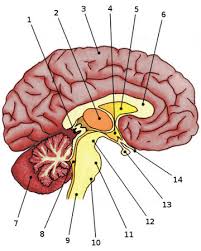 The largest and the outermost circle is labeled a. Free Anatomy Quiz The Anatomy Of The Brain Quiz 1