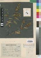 Image result for Triumfetta dekindtiana