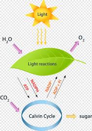 Light reaction is the first stage of photosynthesis process in which solar energy is converted into chemical energy in the form of atp and nadph. Thylakoid Png Images Pngwing