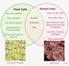 Learn about the similarities and differences between produce their own food (which they do in a process called photosynthesis). Plant Vs Animal Cells Venn Diagram Labeled Diagram Of Plant Cell And Animal Cell Transparent Png 1675x1525 Free Download On Nicepng