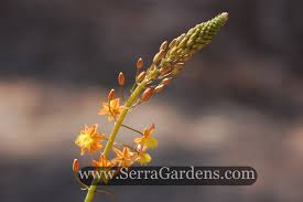 Image result for Bulbine asphodeloides