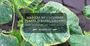 It's a sign there is something wrong with your plants. Why Are My Cucumber Plants Turning Yellow Problems Troubleshooting