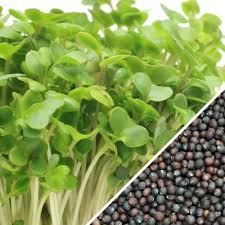 Sprouting broccoli is a versatile vegetable that is widely used in many a kitchen. Sprouts Microgreens Broccoli Seedsnow Com