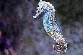 Seahorse pembiakan perihalan habitat ciri spesies kitaran hayat tanda tanda dan ciri ciri ciri sifat 2021. Seahorse Pembiakan Perihalan Habitat Ciri Spesies Kitaran Hayat Tanda Tanda Dan Ciri Ciri Ciri Sifat 2021