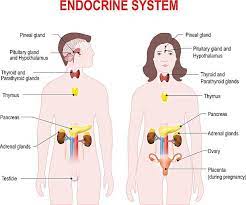 Endocrine System Human Anatomy Man And Woman Silhouette With Endocrine System Endocrine Endocrine System Nursing
