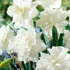 Narcissus double flowering 'golden ducat' type: Narcissi Double Golden Ducat Daffodil From Adr Bulbs