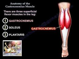 The gastrocnemius muscle has two large bellies, called the medial head and the lateral. Anatomy Of The Gastrocnemius Muscle Everything You Need To Know Dr Nabil Ebraheim Youtube
