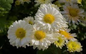 Image result for Chrysanthellum indicum