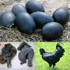Informasi Harga Ayam Cemani Januari 2021