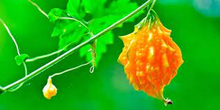Antes de comenzar con el tema de las plantas que curan la diabetes, hay que dejar. Plantas Que Curan Y Sanan La Diabetes 4 Poderosas Plantas Que Te Ayudan A Controlar La Diabetes Las Mejores Plantas Para La Diabetes The Best Drop Fade Hairstyles