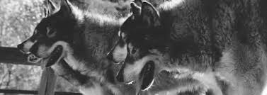 Explore and share the best wolf gifs and most popular animated gifs here on giphy. 310 Wolf Gifs Ideas Wolf Wolf Dog Werewolf