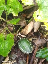 Image result for Cucumis sacleuxii