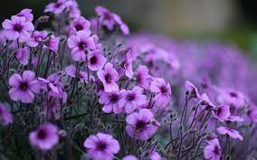 Select from premium arizona flower of the highest quality. Purple Flowers A Z Community Facebook