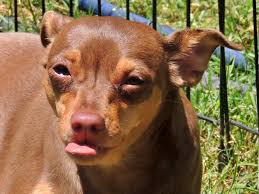 Sophie's 2nd Birthday Celebration