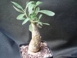 Image result for Pterodiscus angustifolius