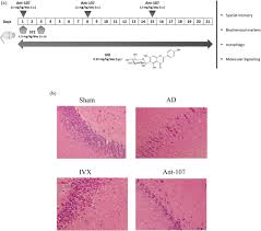 Contribute to graalvm/sulong development by creating an account on github. Isovitexin Modulates Autophagy In Alzheimer S Disease Via Mir 107 Signalling