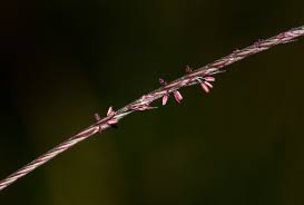 Image result for Microchloa