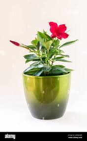 Image result for dipladenie amonea