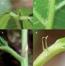 Image result for Paranecepsia alchorneifolia