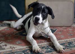 This litter is out of two amazing stylish south texas quail and dove dogs. Beagle Lab Mix Tierisch