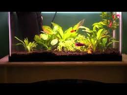 How To Start A Betta Sorority Betta Betta Fish Sorority Tank