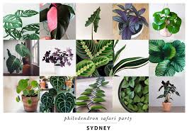 Heya Sydney We Ve Got Far Too Many Cool The Jungle Collective Facebook