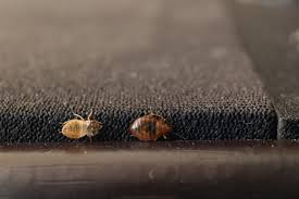 Therefore, even though this is a common trouble, it is still hard removing excessive humid will narrow down the potential living potential of termites, protecting the house from getting destroyed. How Fast Do Bed Bugs Spread Terminix