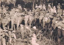photo of a successful bengal tiger hunt ...