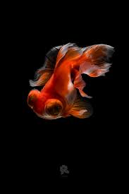 Telescope Eye Goldfish On Behance In 2020 Goldfish Oranda Goldfish Fish Pet