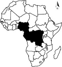 Image result for Annickia ambigua