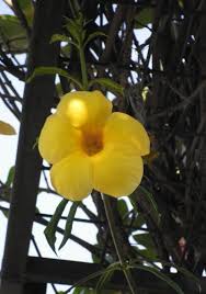 Bunga Alamsnda Allamanda Cathartica Plants Bunga Vegetables