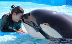Killer Whales: Bond with These Clever Creatures at Kamogawa Sea World | Whaling Today