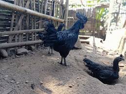 Barokah Farm Temanggung Daftar Harga Ayam Cemani Standar Tahun 2020 Di Bar Ayam Ternak Ayam Peternakan
