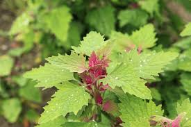 Image result for Chenopodium giganteum