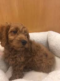 The mini goldendoodle has become a very popular puppy in america. Ct Breeder Mini Goldendoodle S Have Arrived Sweet Facebook