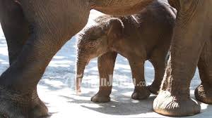 .(2020) terbaru, nonton secret zoo (2020) subtitle indonesia indoxxi lk21, nonton secret zoo nonton indoxxi online terlengkap. Imut Dan Lucunya Dumbo Bayi Gajah Sumatera Yang Lahir Di Batu Secret Zoo Jatim Park Tribun Jatim