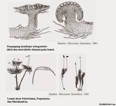 Terdapat lapisan pelindung sel (jaket steril) di sekeliling organ reproduksi, sistem transpor internal, hidup di tempat yang lembap. Dunia Tumbuhan 1 2 Markijar Com