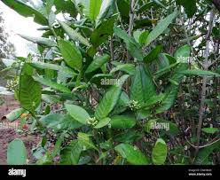 Image result for Tarenna pavettoides