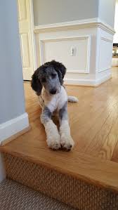 Maybe you would like to learn more about one of these? Almost 6 Month Old Sheepadoodle After Her First Big Haircut Sheepadoodle Sweet Dogs Portugese Water Dogs