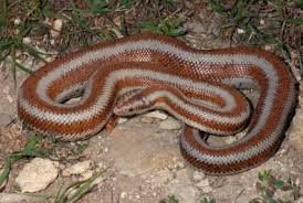 Black And White Striped Lizard Arizona Rosy Boa Best Snakes Beautiful Snakes Rosy Boa Snake