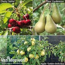 Grown in a large container in a sunny, sheltered position, these fig trees produce bountiful crops of succulent fruit. Stone Fruit Trees Van Meuwen