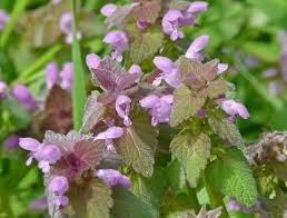 Purple deadnettle is found to thrive in most climates across north america, and can pose quite a challenge without proper lawn care and vigilant maintenance. What Is That Purple Patch Creasey Mahan Nature Preserve