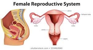 Reproductive System Images Stock Photos Vectors