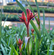 Image result for Anigozanthos