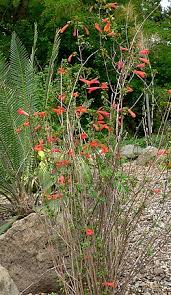 Image result for Clinopodium simense