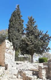 Image result for Cupressus sempervirens