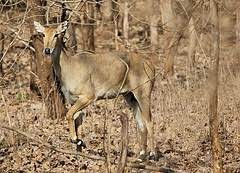 Nilgai Jerky Use Deer Jerky Recipe Deer Jerky Recipe Jerky Recipes What Is Venison