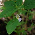 Image result for Impatiens burtonii